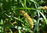 genus Carex. Соплодие. Московская обл., г. Подольск, вырубка под ЛЭП, заболоченный луг. 02.07.2026.