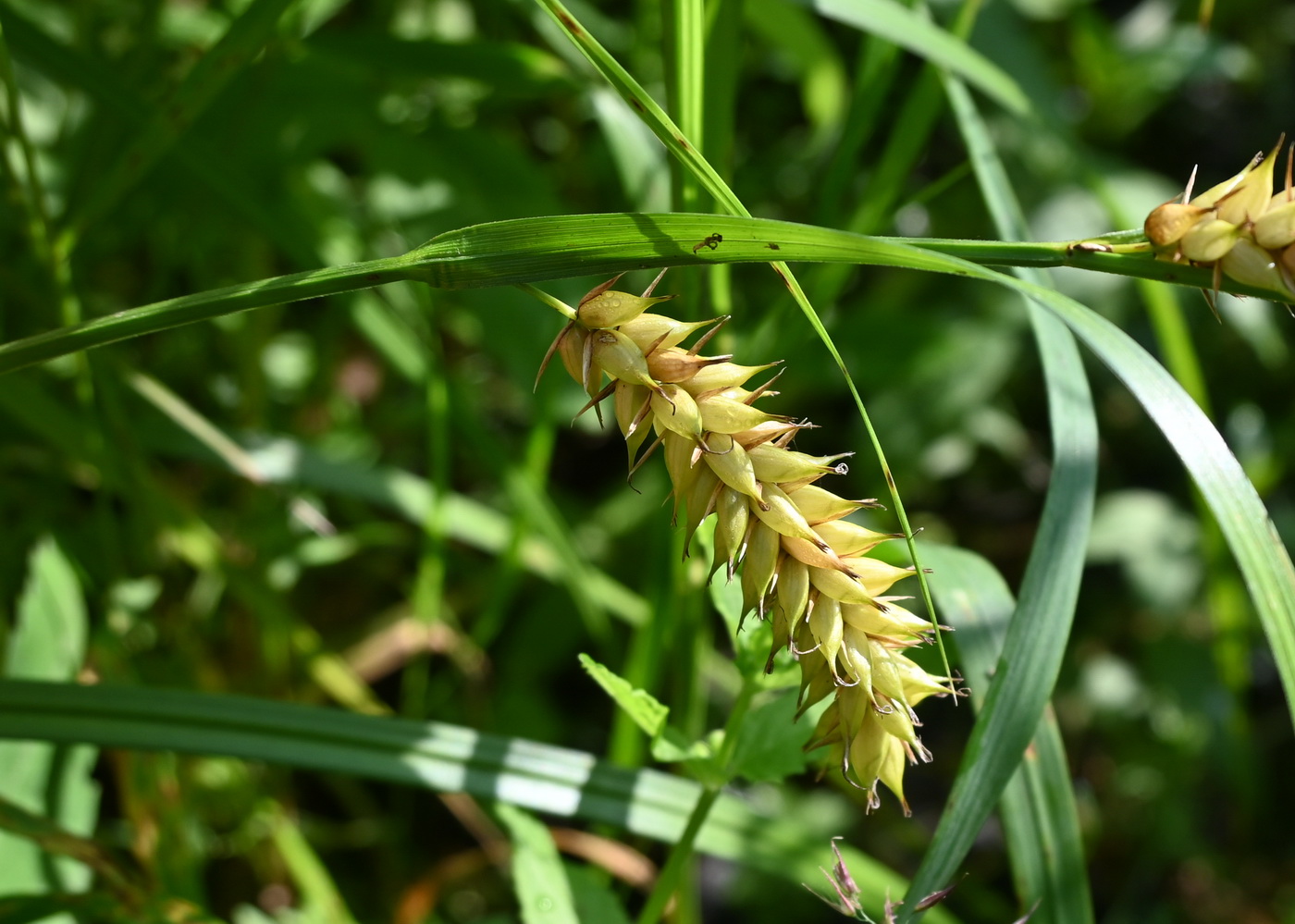 Image of genus Carex specimen.