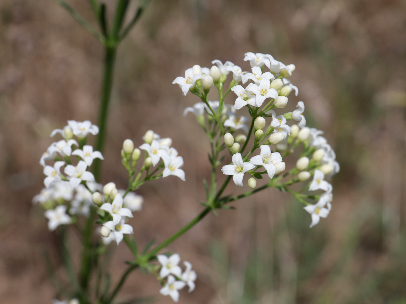 Изображение особи род Galium.
