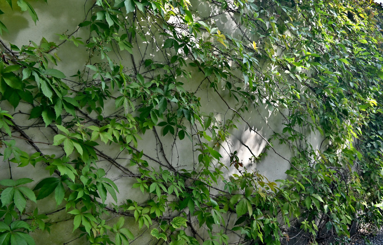 Изображение особи Parthenocissus quinquefolia.