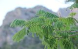 Albizia julibrissin. Ветви с листвой. Южный берег Крыма, городской округ Судак, пос. Новый Свет. 23 июня 2016 г.