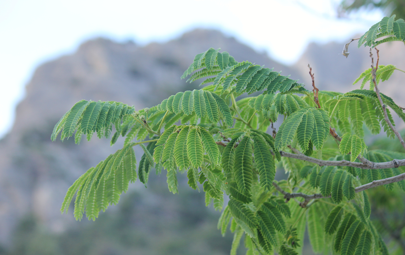 Image of Albizia julibrissin specimen.