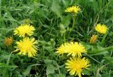 род Taraxacum