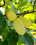 Asimina triloba. Зрелые плоды. Волгоград, Красноармейский р-н, частная усадьба. 23.09.2026.