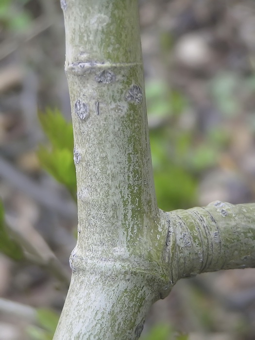 Image of Populus koreana specimen.