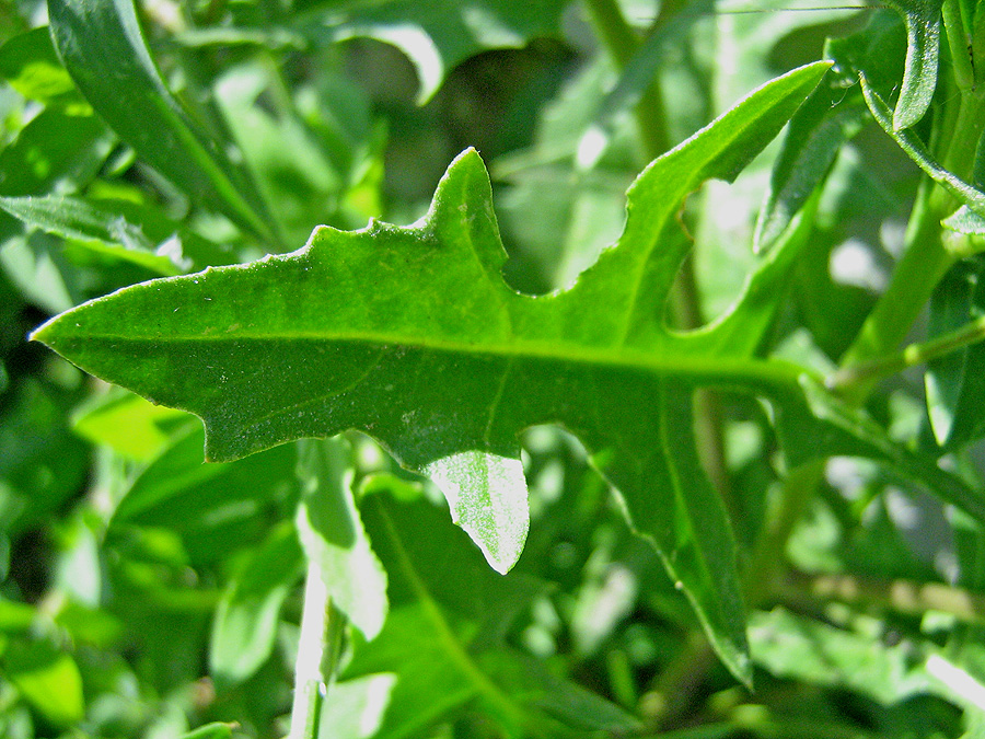 Image of Sisymbrium confertum specimen.