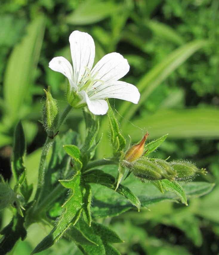 Изображение особи Geranium sylvaticum.