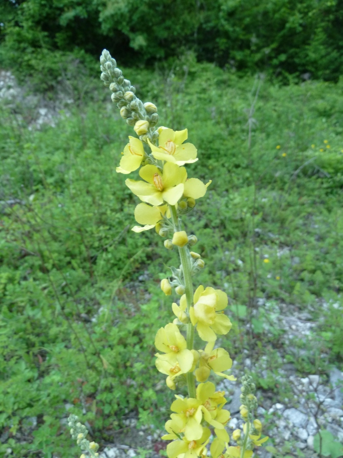 Изображение особи Verbascum lychnitis.