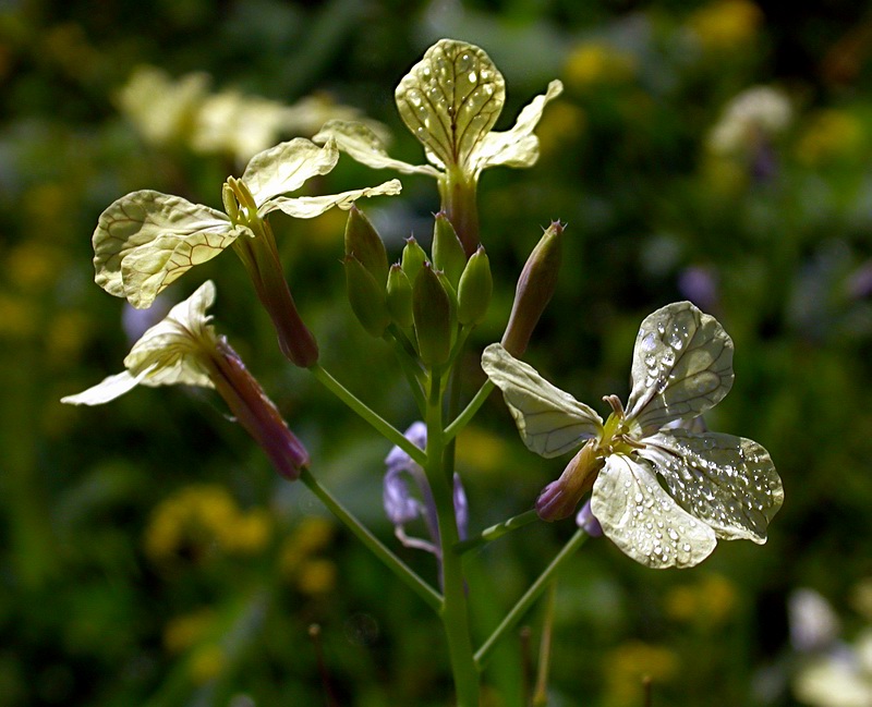 Изображение особи Raphanus raphanistrum.