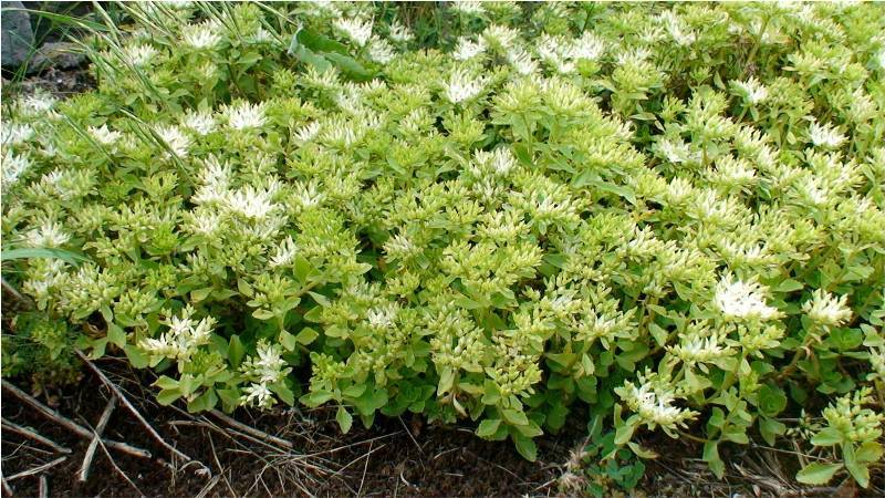 Изображение особи Sedum oppositifolium.