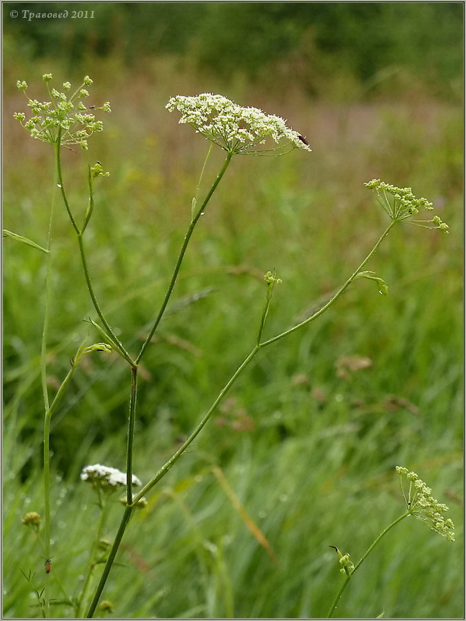 Изображение особи Pimpinella saxifraga.