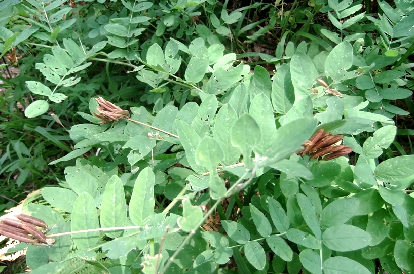 Изображение особи Astragalus glycyphyllos.