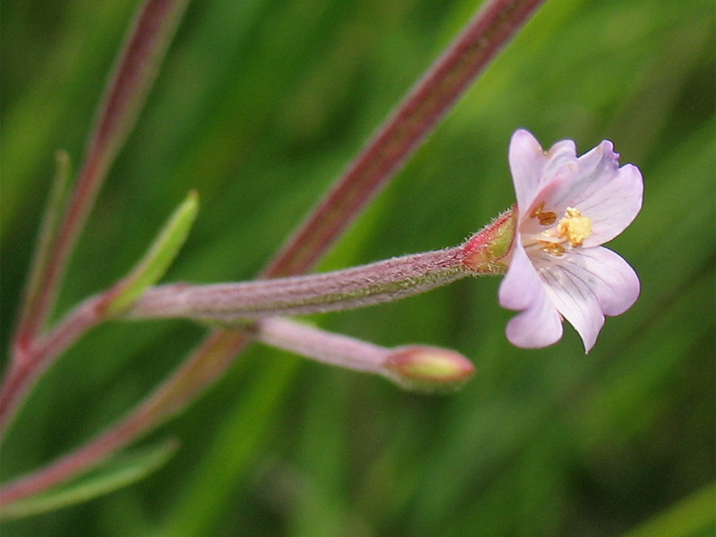 Изображение особи Epilobium palustre.