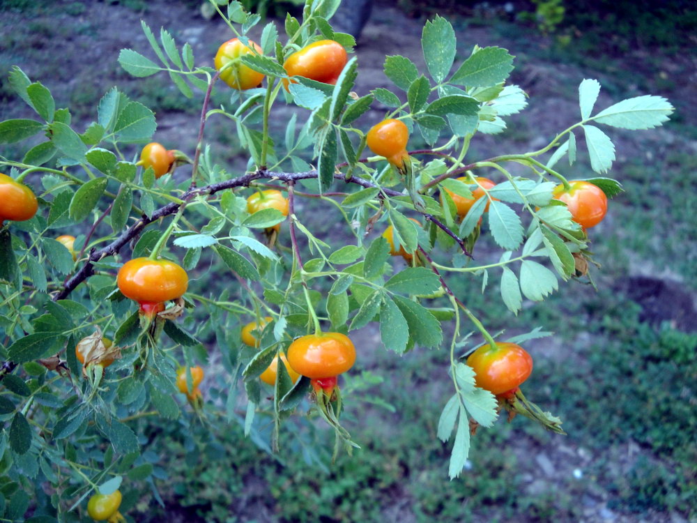 Image of Rosa hemisphaerica specimen.