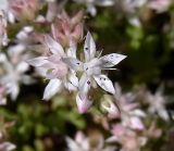 Sedum подвид pyrenaicum