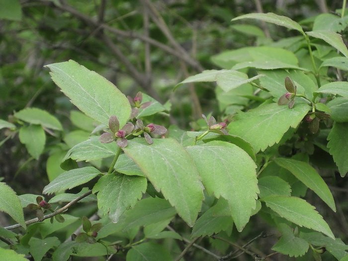 Image of Zabelia coreana specimen.