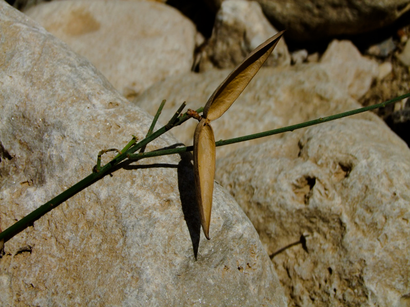 Image of Periploca aphylla specimen.
