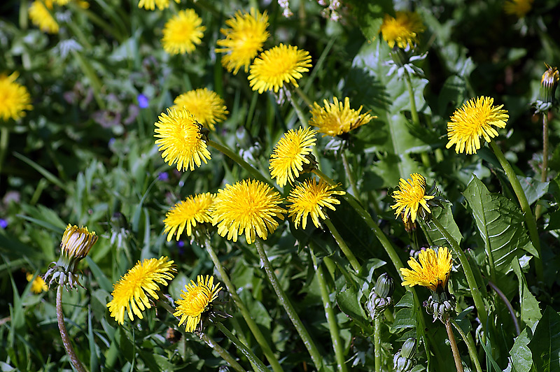 Изображение особи Taraxacum officinale.