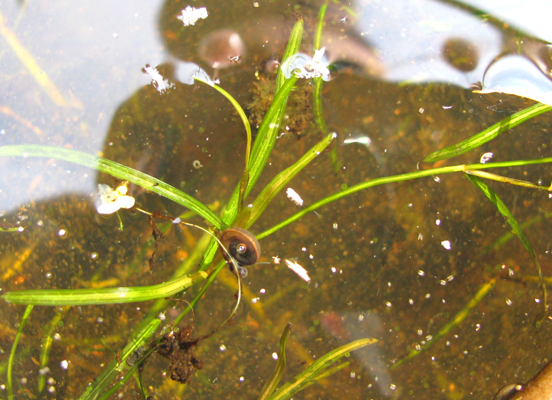 Изображение особи Potamogeton gramineus.