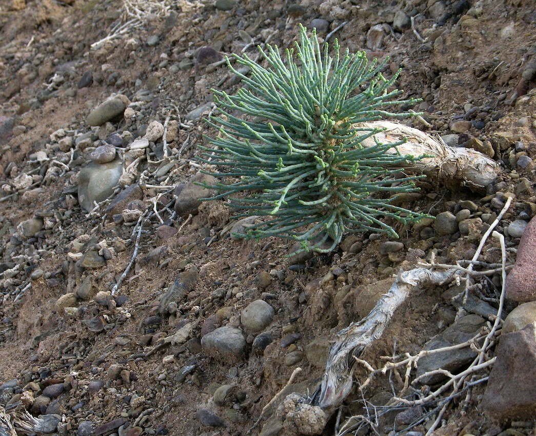 Изображение особи Anabasis truncata.