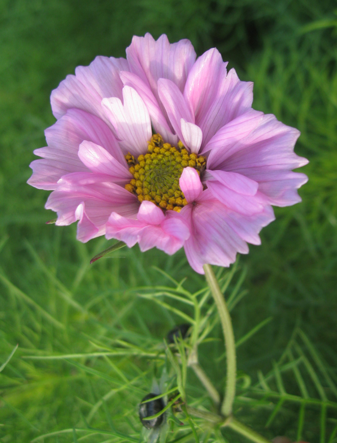 Image of Cosmos bipinnatus specimen.