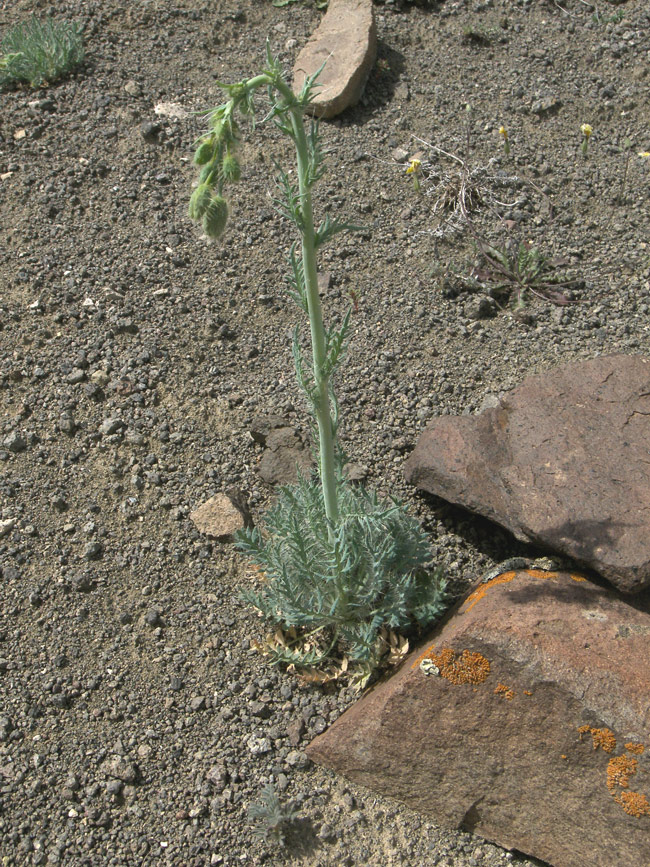 Изображение особи род Papaver.