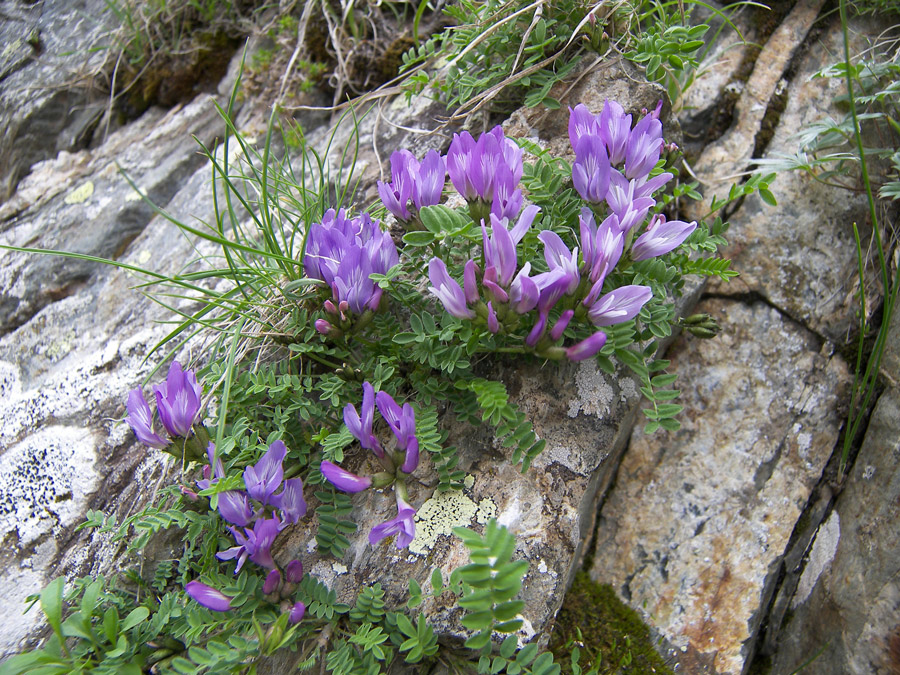 Изображение особи семейство Fabaceae.