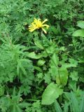 Crepis sibirica