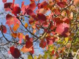 Populus tremula. Ветвь с листьями в осенней окраске. Саратовская обл., Саратовский р-н. 16 октября 2011 г.