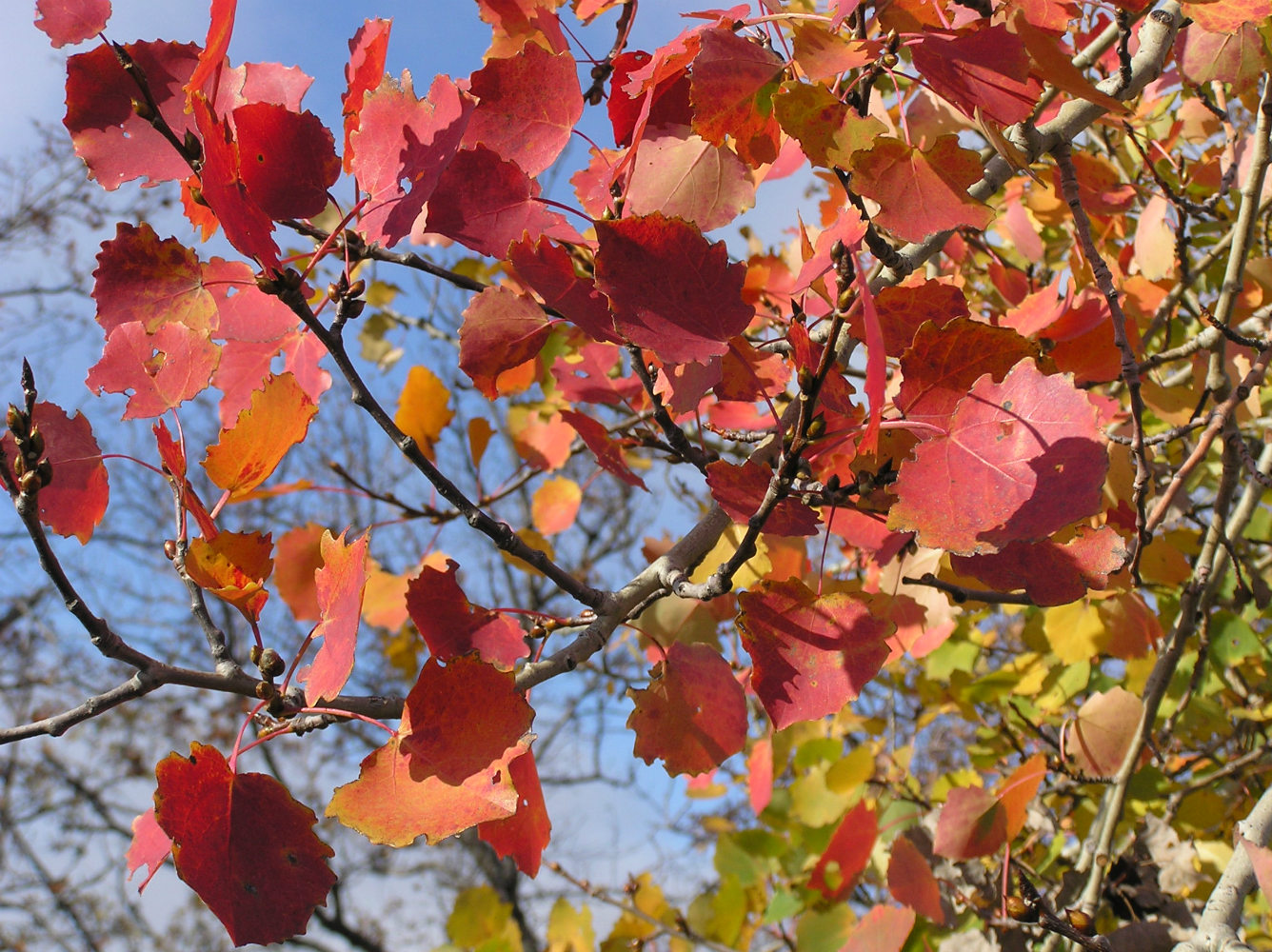 Image of Populus tremula specimen.