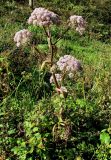 familia Apiaceae
