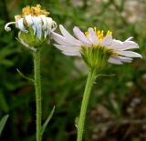 Heteropappus canescens. Верхушки побегов с соцветиями. Копетдаг, Чули. Май 2011 г.