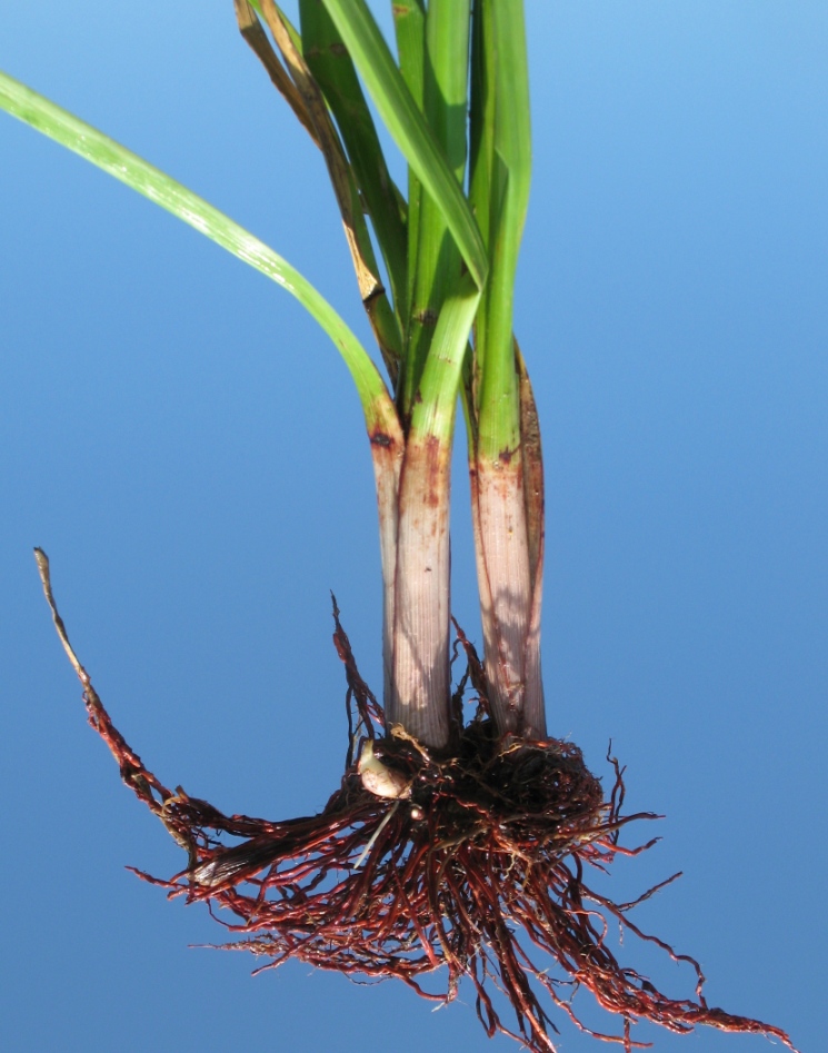 Изображение особи Cyperus eragrostis.