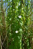 Calystegia sepium