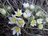 genus Pulsatilla
