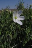 Cerastium bungeanum. Цветок. Казахстан, Карагандинская обл., Жанааркинский р-н, горы Актау, разнотравный луг на месте старой стоянки. 16 мая 2010 г.