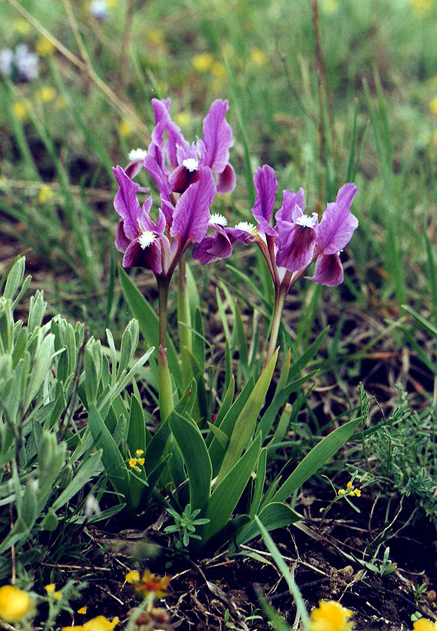 Image of Iris pumila specimen.