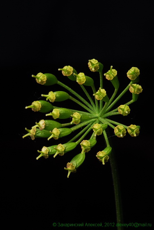 Изображение особи Heracleum sibiricum.