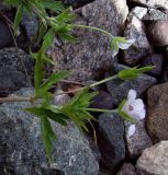 Geranium sibiricum. Верхушка растения с цветками и плодами. Курская обл., Железногорский р-н, ж.-д. ст. Мицень. 22 июля 2007 г.