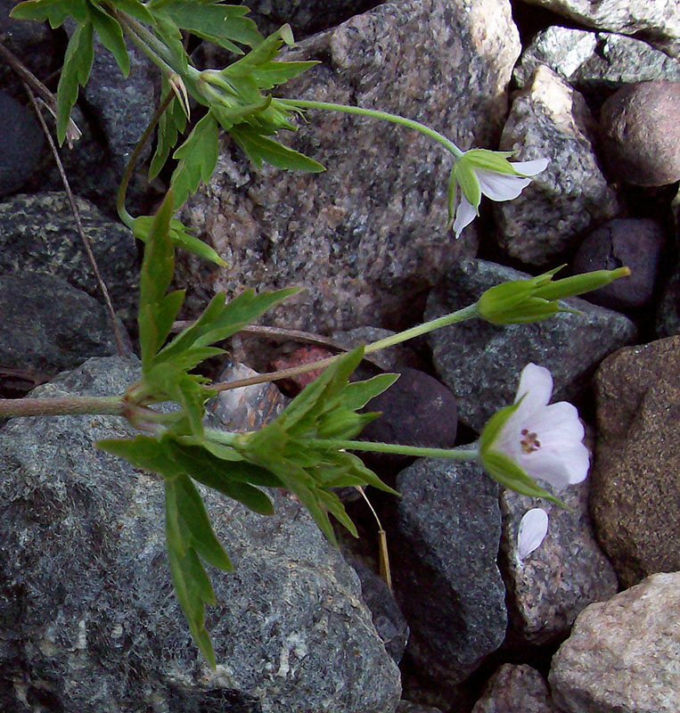 Image of Geranium sibiricum specimen.