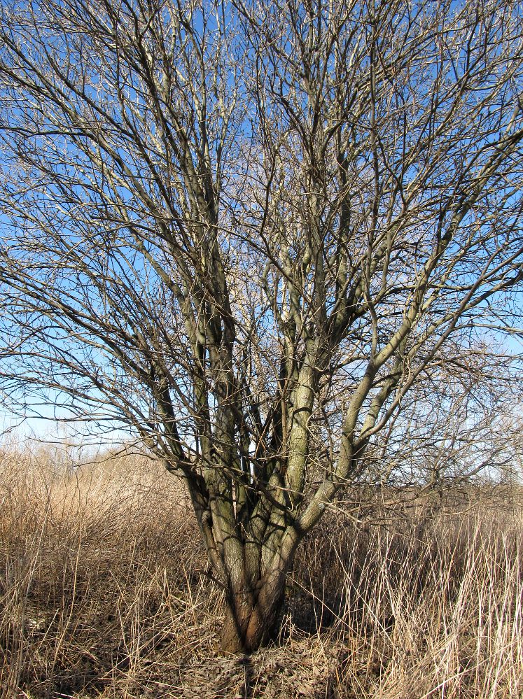 Image of Salix caprea specimen.