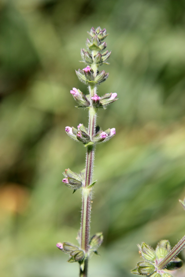 Image of Salvia verbenaca specimen.