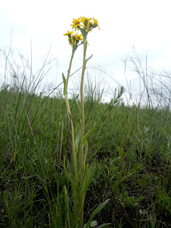 Изображение особи Tephroseris integrifolia.