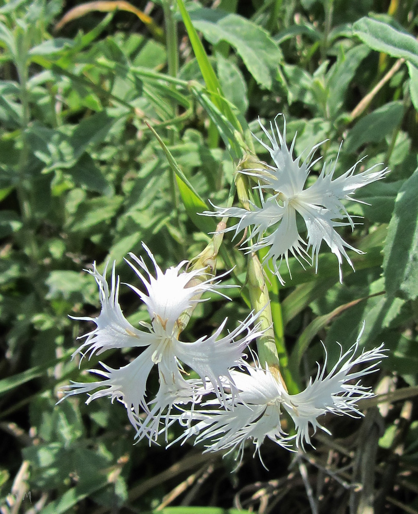 Изображение особи Dianthus stenocalyx.