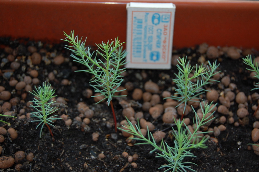 Изображение особи Sequoiadendron giganteum.