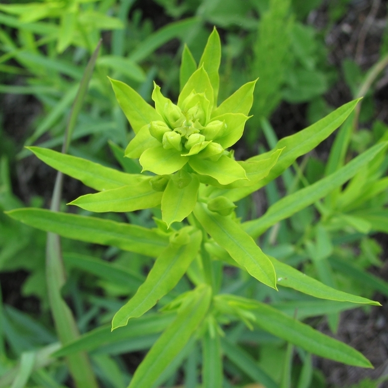 Изображение особи Euphorbia virgata.