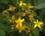 Hypericum perforatum