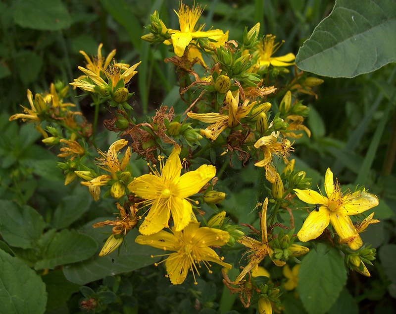 Image of Hypericum perforatum specimen.
