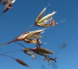 Image of taxon representative. Author is Геннадий Окатов