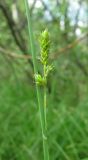 Carex canescens